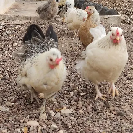 Fuerteventura Casa Tikuna شقة *